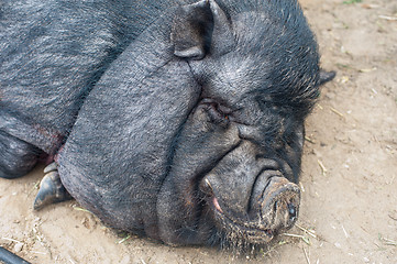Image showing black pig