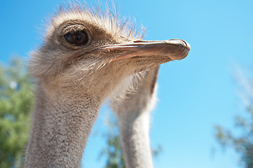 Image showing ostrich