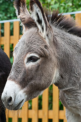 Image showing Donkey