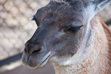 Image showing Lama portrait