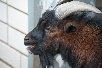 Image showing Sheep ram