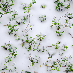 Image showing Snow-covered bushes cowberry