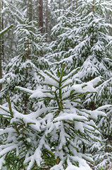 Image showing Spruce covered with snow in winter forest