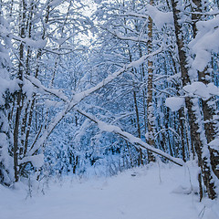 Image showing Trees covered with snow in winter forest. Viitna, Estonia. 