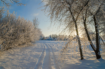 Image showing trees covered with hoarfrost against the blue sky