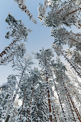 Image showing Winter snow covered treetops against the blue sky. Viitna, Eston