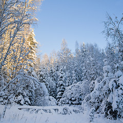 Image showing Trees covered with snow in winter forest. Viitna, Estonia. 