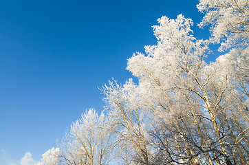 Image showing The tops of trees covered with hoarfrost against the blue sky