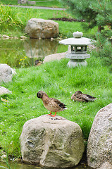 Image showing Ducks at a pond in the Japanese style