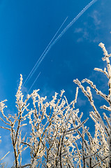 Image showing The tops of trees covered with hoarfrost against the blue sky