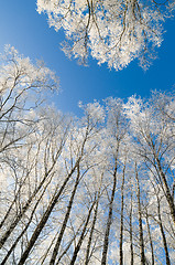 Image showing The tops of trees covered with hoarfrost against the blue sky