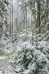 Image showing Spruce covered with snow in winter forest