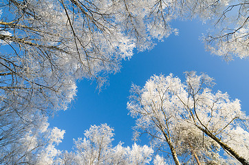 Image showing The tops of trees covered with hoarfrost against the blue sky