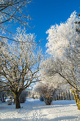 Image showing A beautiful city park with trees covered with hoarfrost