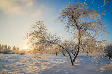 Image showing trees covered with hoarfrost against the blue sky