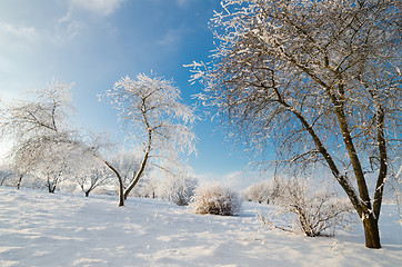 Image showing trees covered with hoarfrost against the blue sky