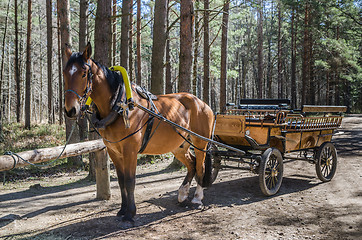 Image showing Horse-drawn carriage in close up