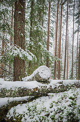 Image showing Sawn timber in the snowy winter forest