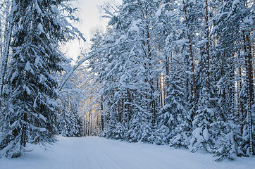 Image showing Spruce covered with snow in winter forest.  Viitna, Estonia. 