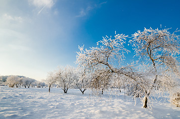 Image showing trees covered with hoarfrost against the blue sky