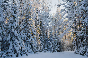 Image showing Spruce covered with snow in winter forest. Viitna, Estonia. 