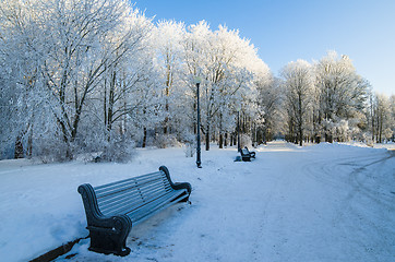 Image showing A beautiful city park with trees covered with hoarfrost