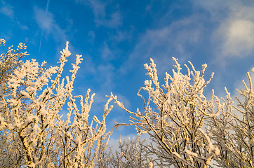 Image showing The tops of trees covered with hoarfrost against the blue sky