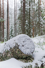 Image showing Sawn timber in the snowy winter forest