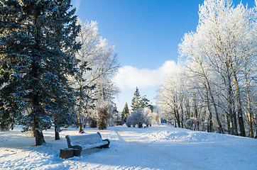 Image showing A beautiful city park with trees covered with hoarfrost