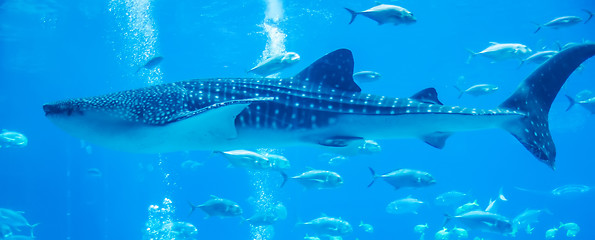 Image showing whale shark underwater in aquarium