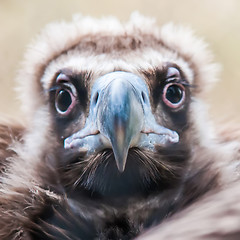 Image showing Face portrait of a Cinereous Vulture (Aegypius monachus) is also