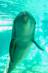 Image showing dolphin posing for camera underwater