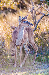 Image showing white tailed deer portrait