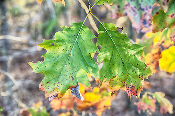 Image showing Collection of Beautiful Colorful Autumn Leaves 