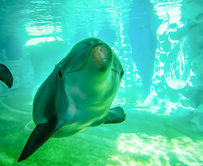 Image showing dolphin posing for camera underwater