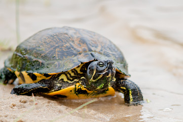 Image showing turtle on the beach relaxing