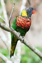 Image showing rainbow lorikeet parrot on branch 