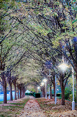 Image showing Autumnal alley in the park along the road