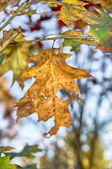 Image showing Collection of Beautiful Colorful Autumn Leaves 