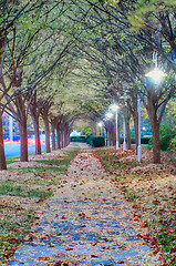 Image showing Autumnal alley in the park along the road