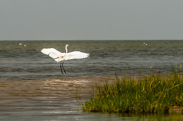 Image showing white egret flying overpamlico sound outer banks nc