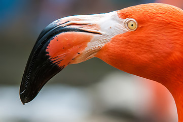 Image showing pink flamingo head closeaup portrait