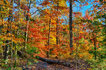 Image showing Collection of Beautiful Colorful Autumn Leaves 