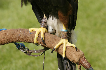 Image showing Talons