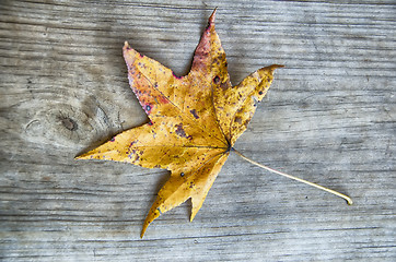 Image showing Autumn Leaf over wood background.