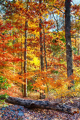 Image showing Collection of Beautiful Colorful Autumn Leaves 