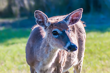 Image showing white tailed deer portrait