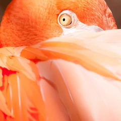 Image showing pink flamingo closeup of an eye and head