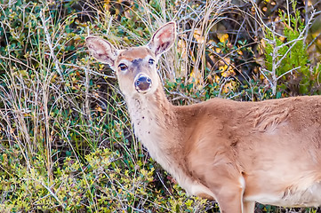 Image showing white tailed deer portrait