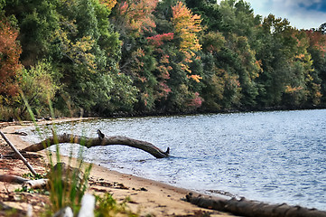 Image showing nature at fall near the water